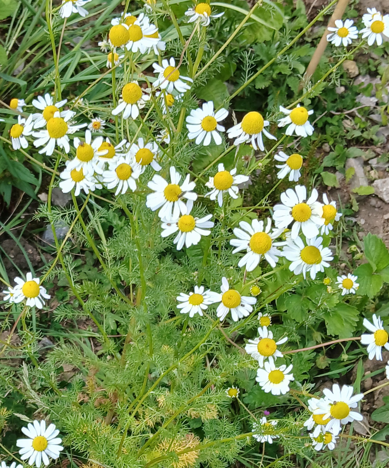 Chamomile Seeds
