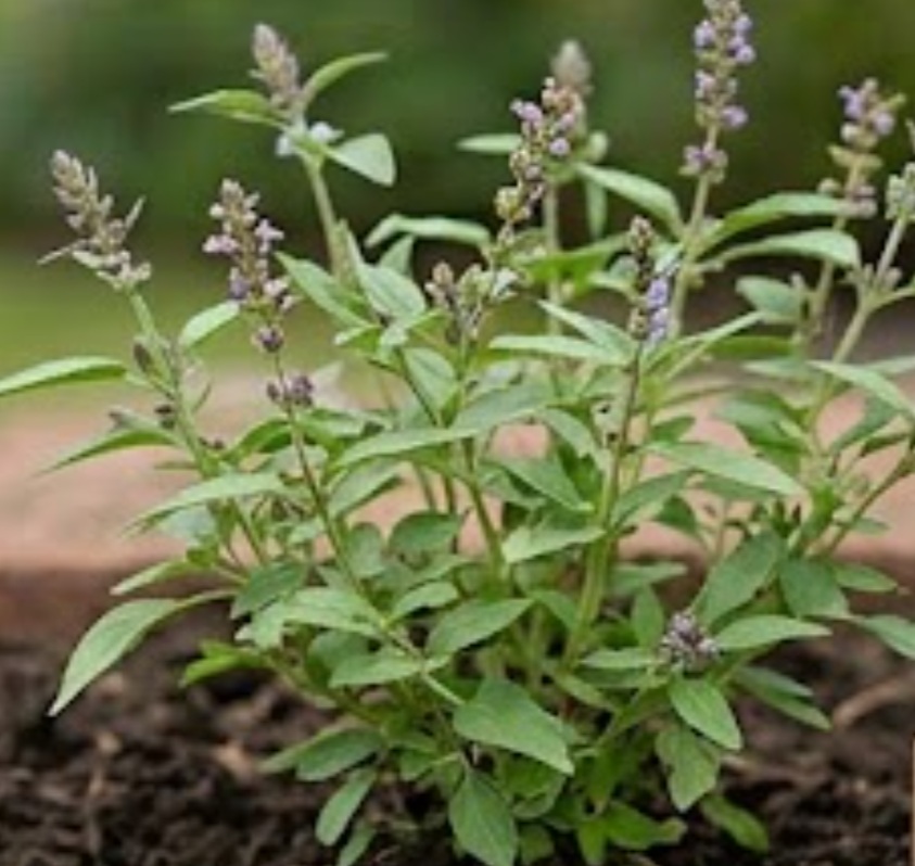 Chia (Salvia hispanica)