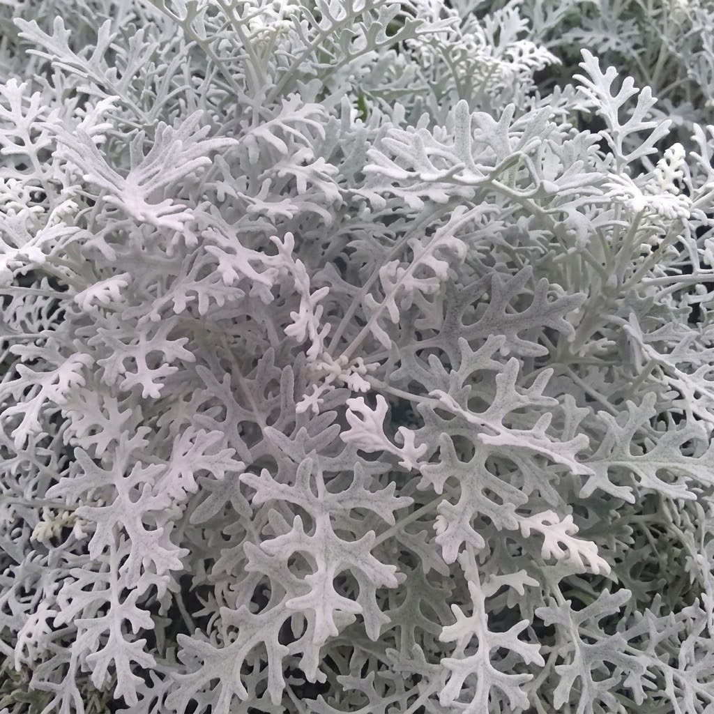 Cineraria maritima Silver Dust