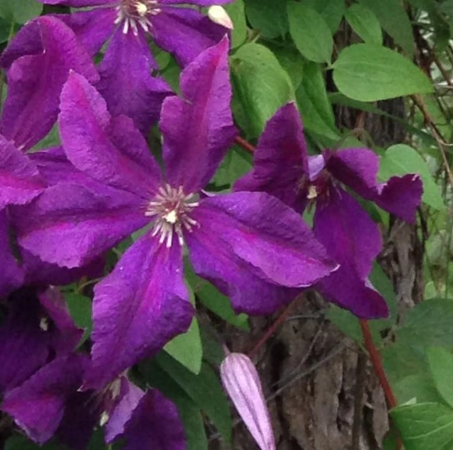 Climbing Clematis - Purple (Polish Spirit)