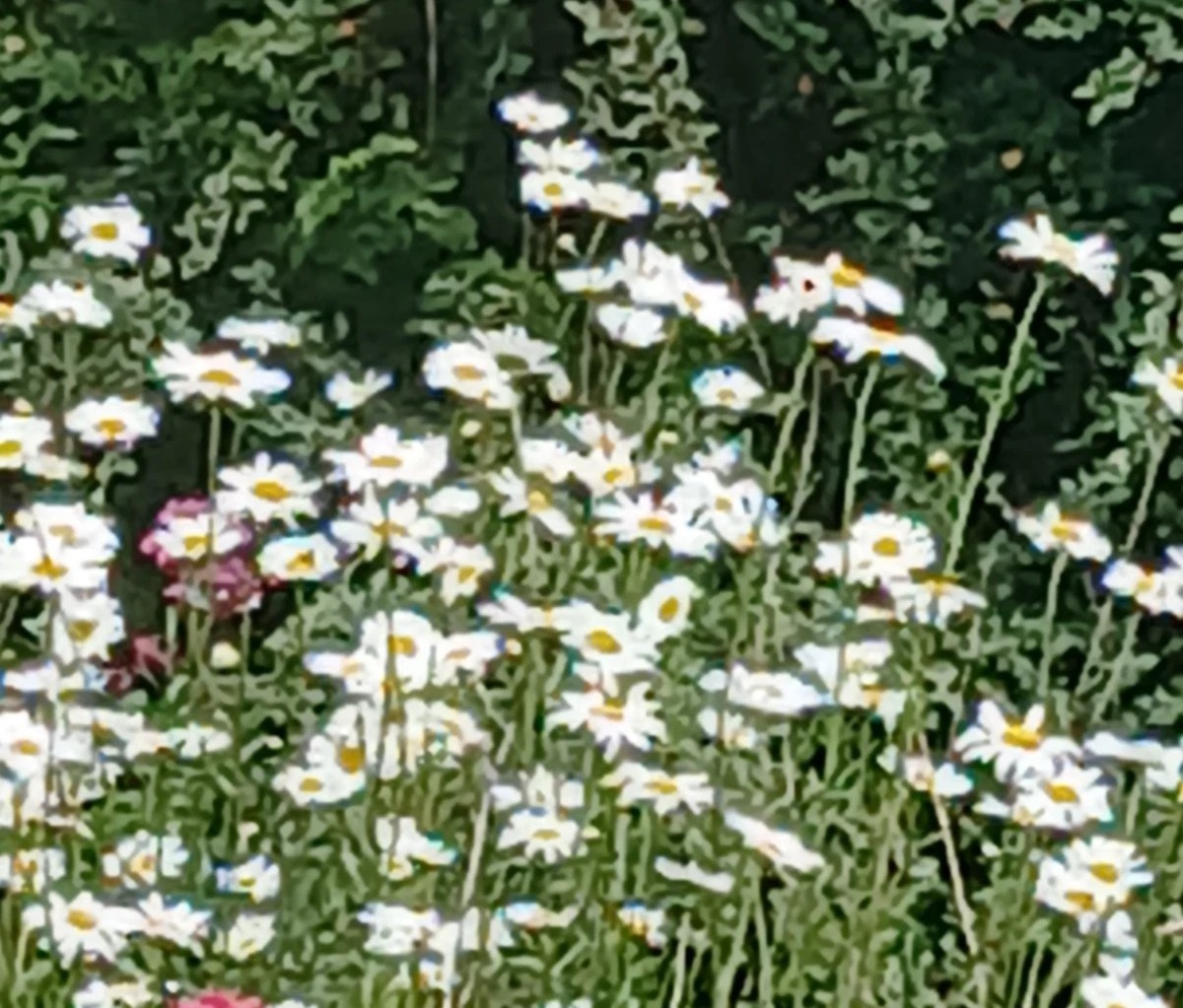 Oxeye daisy (Leucanthemum vulgare)