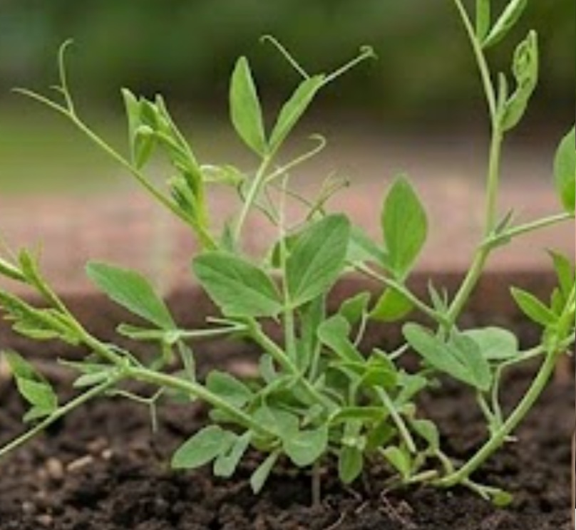 Earthnut Pea (Lathyrus tuberosus)