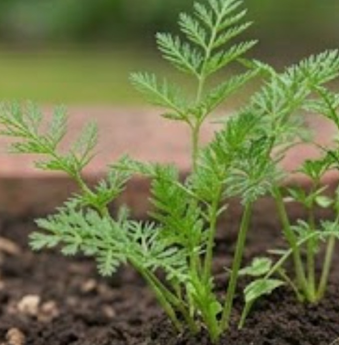 Earthnut / Pignut (Conopodium majus)