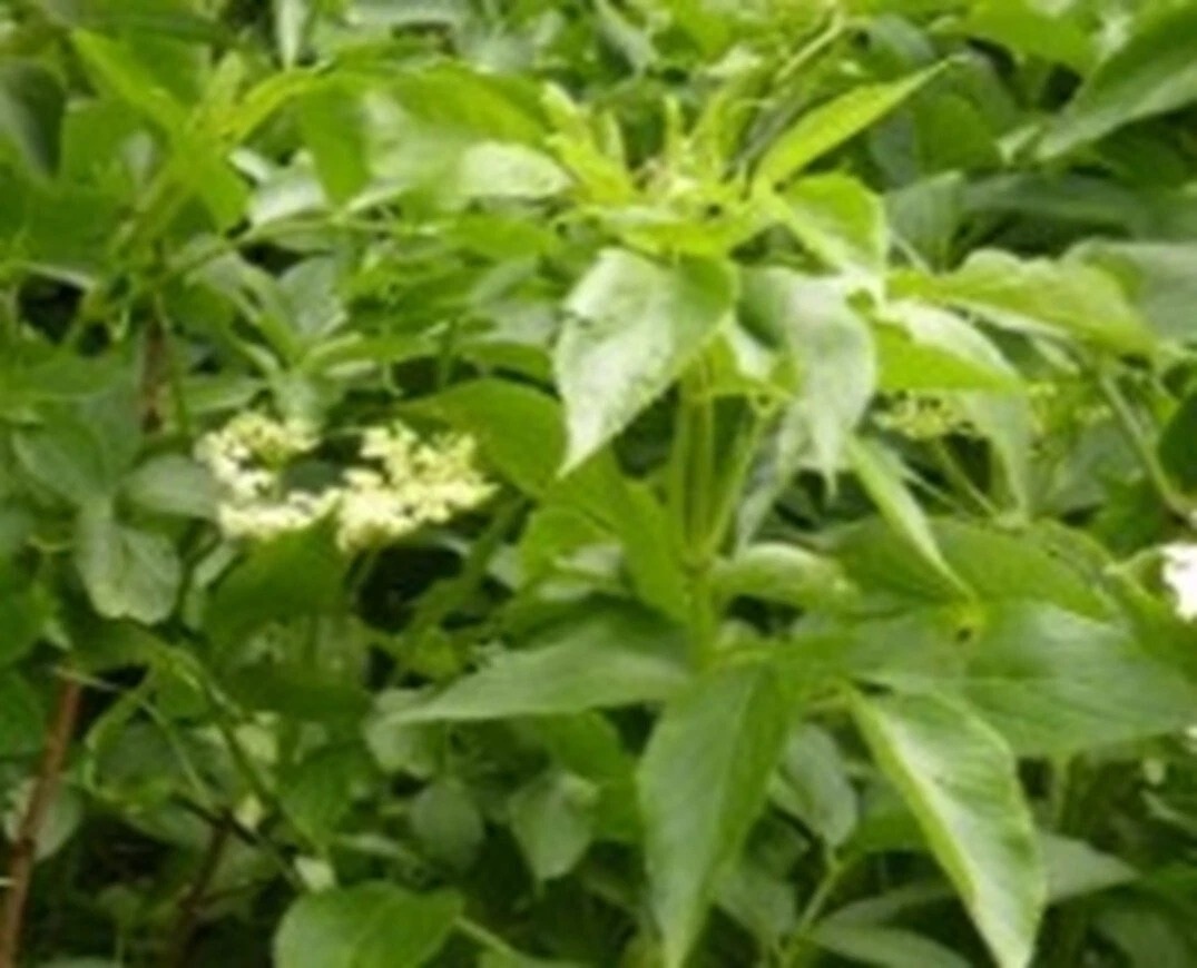 Elder (Sambucus nigra)