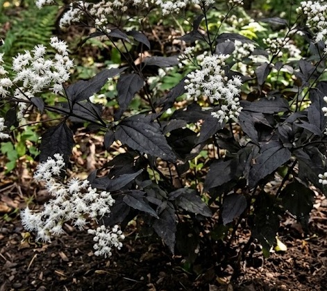 White Snakeroot - Chocolate (Eupatorium rugosum)