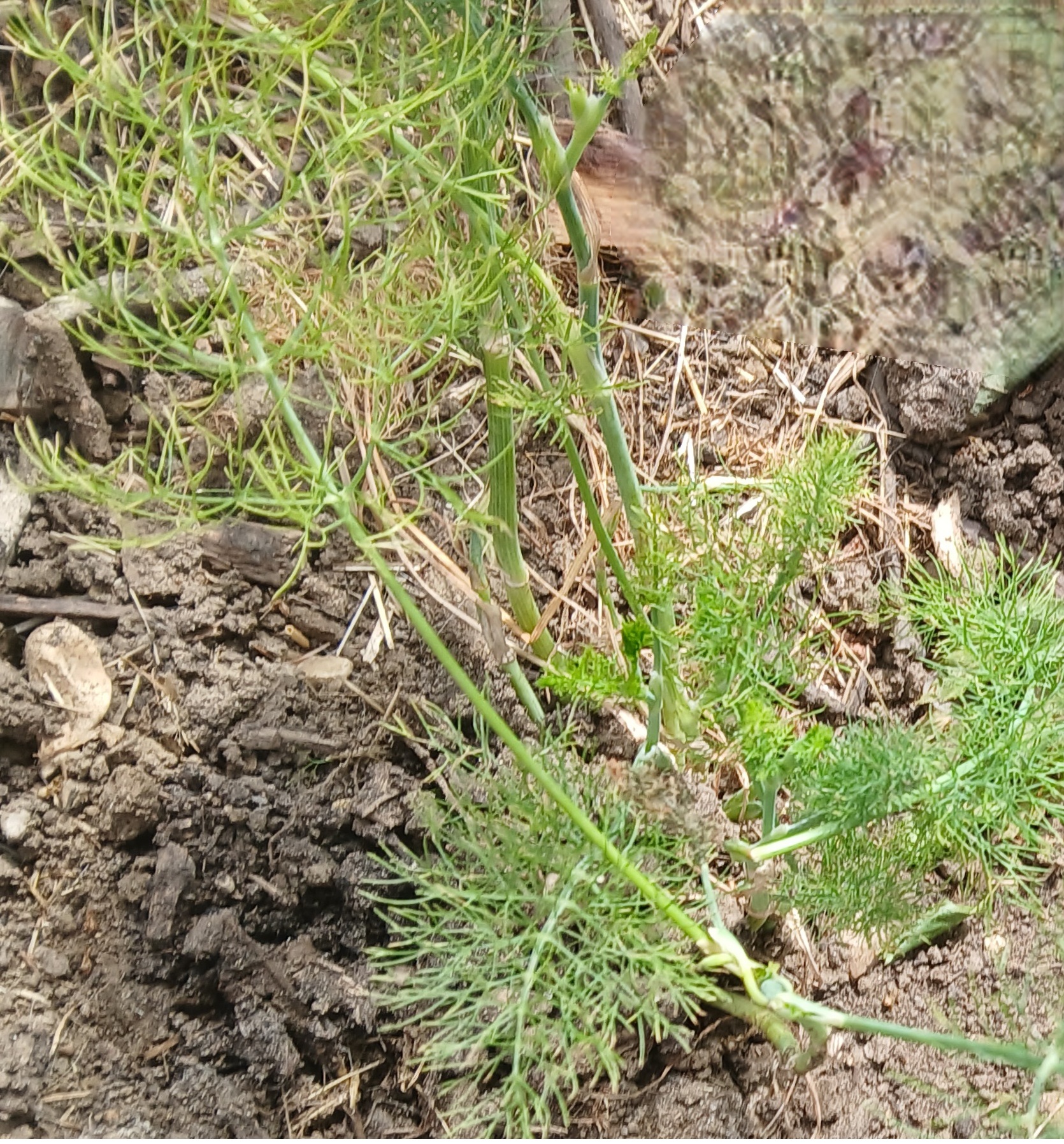 Florence Fennel (Foeniculum vulgare var. azoricum) Seeds