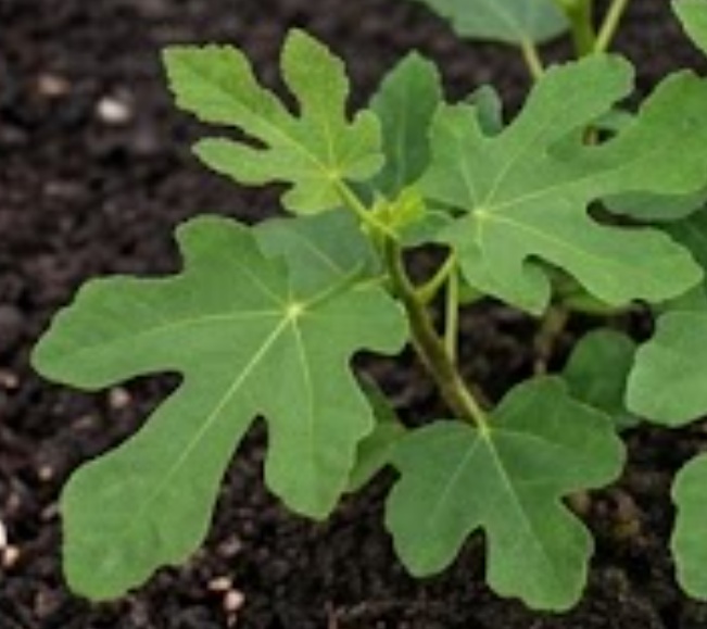 Fig (Ficus carica)