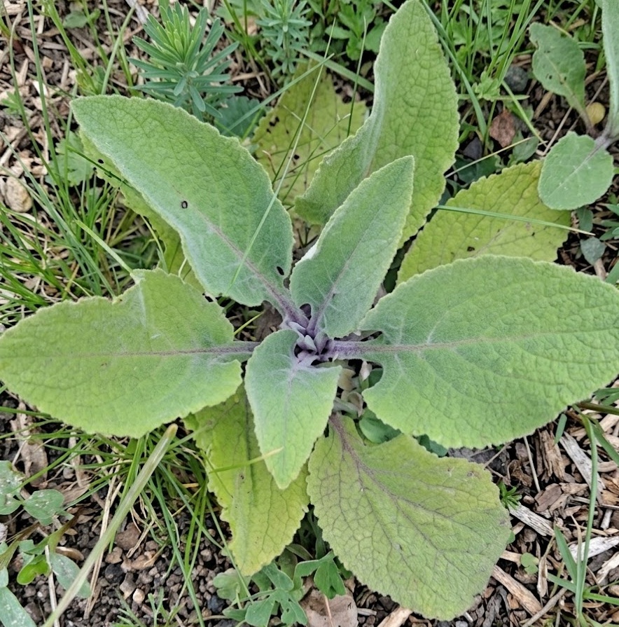 Foxglove (Digitalis) Seeds