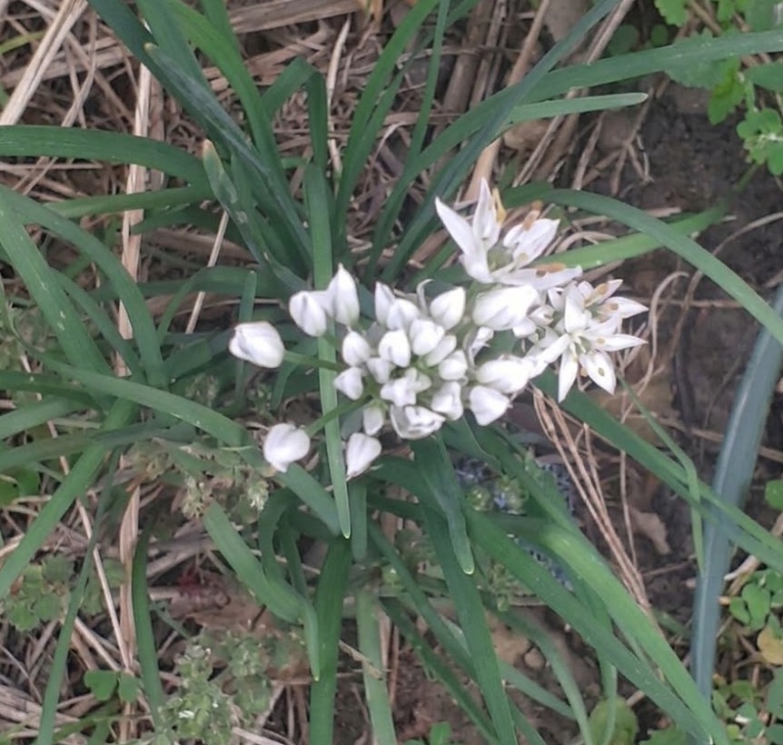 Garlic Chives (Allium Tuberosum)