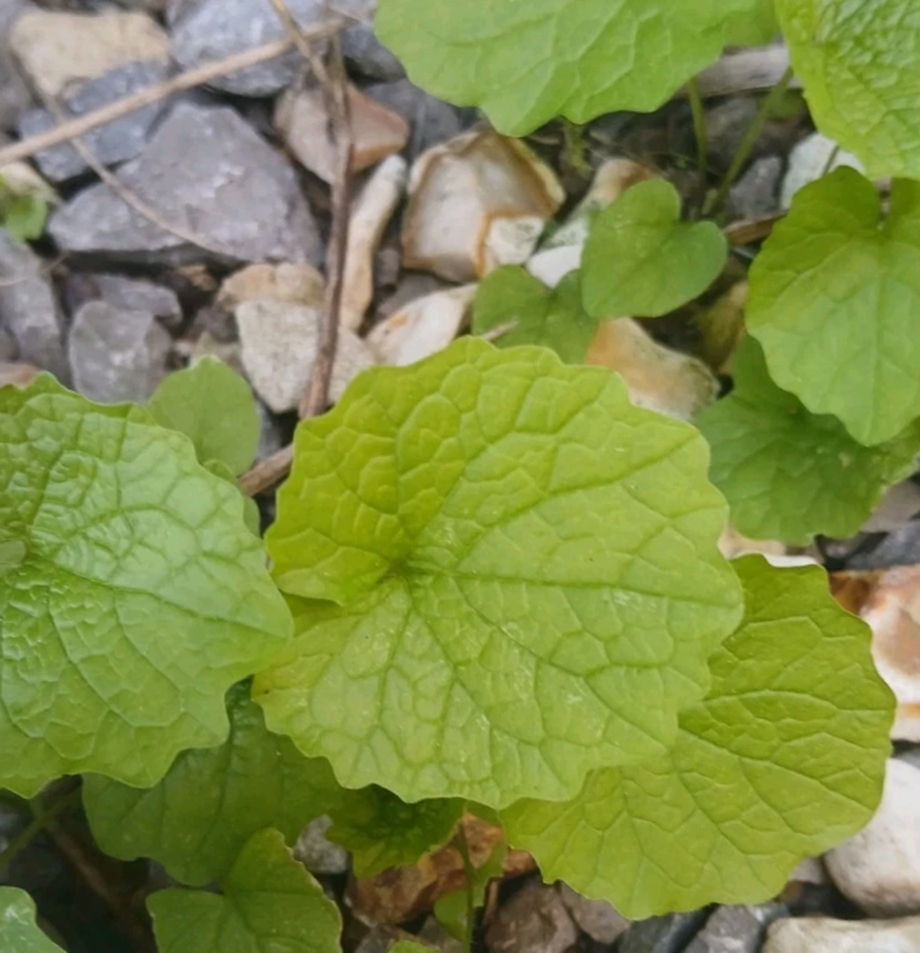 Pack of 5 CROWNS: Garlic mustard (Alliaria petiolata)