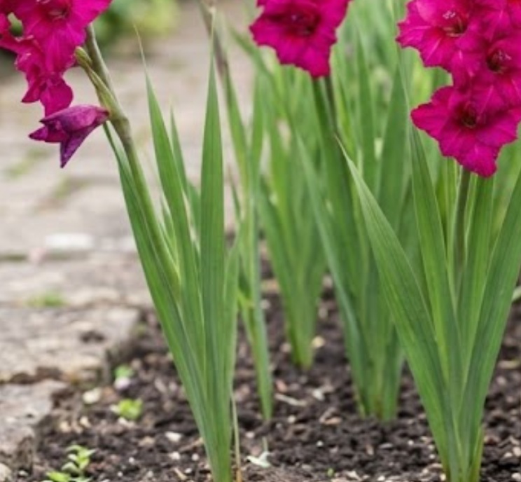 Gladiolus grandiflorus 'Fidelio'