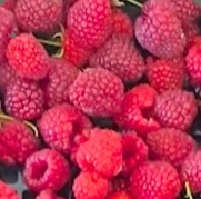 Raspberry (Rubus Idaeus Tulameen)