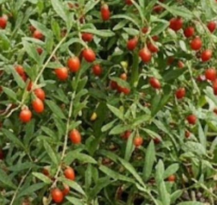 Goji Berry (Lycium barbarum)