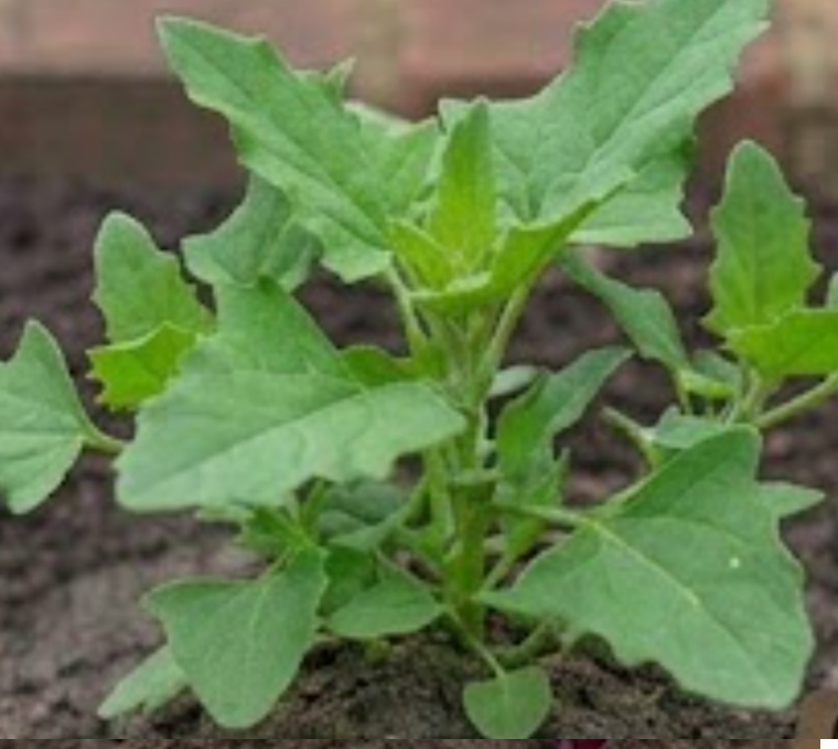 Good King Henry (Chenopodium bonus-henricus)