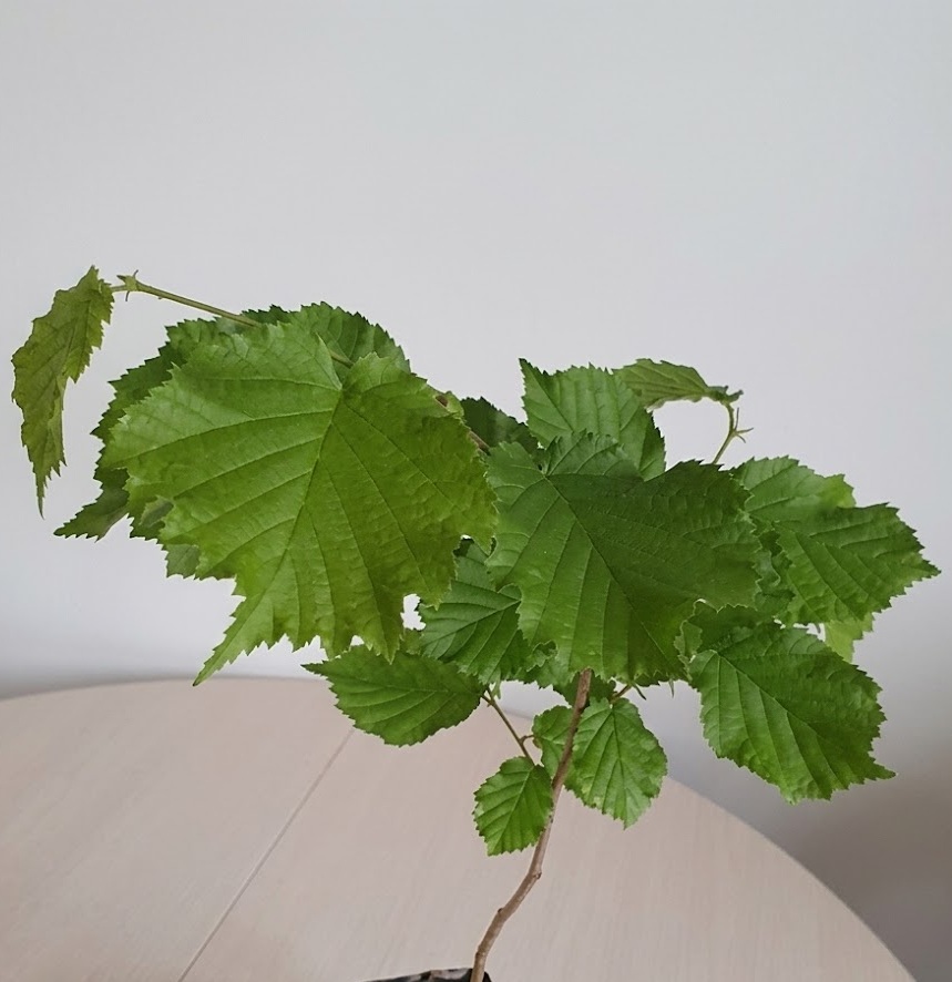 60cm tall Hazel nut Tree (cobnut or common filbert) - Corylus avellana