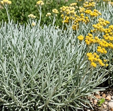 Curry Plant - Korma (Helichrysum italicum)