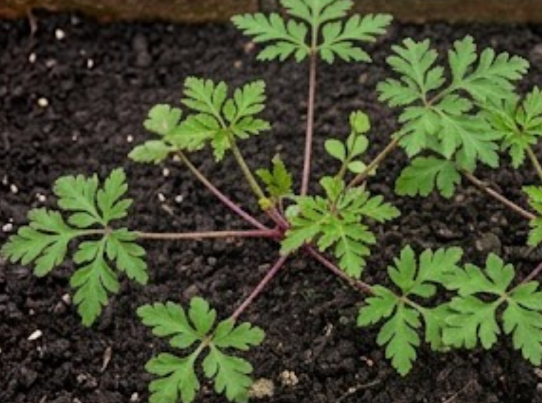 Herb Robert (Geranium robertianum)