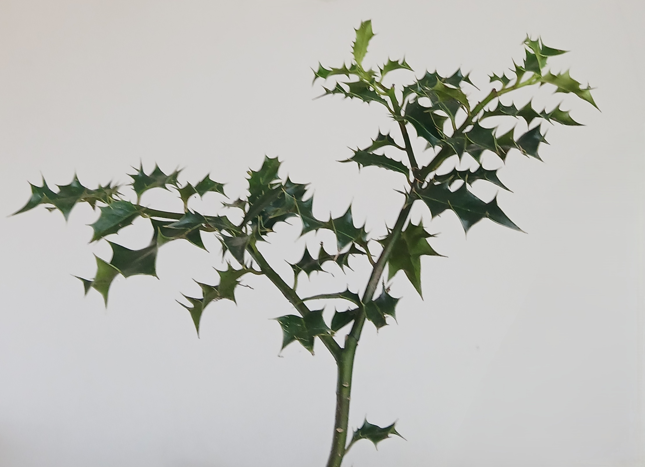 1.4 metre tall Holly bush (Ilex aquifolium)