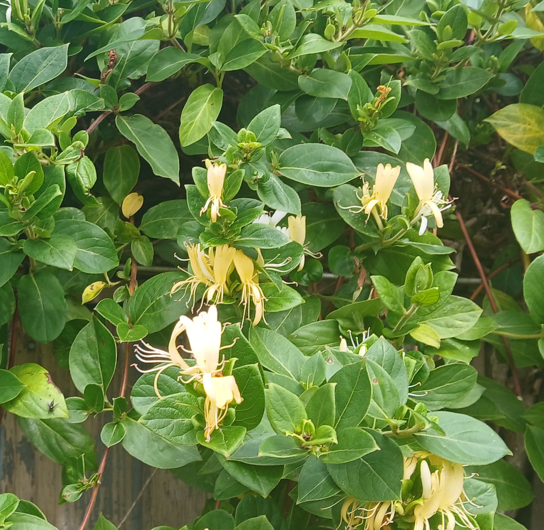Pack of 3 Honeysuckle plants- yellow