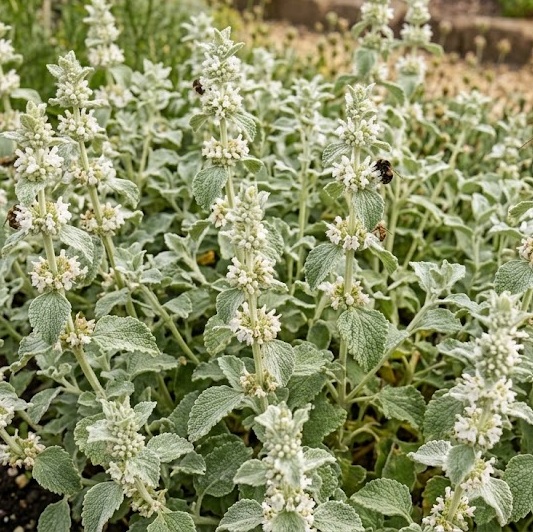 White Horehound (Marrubium vulgare)