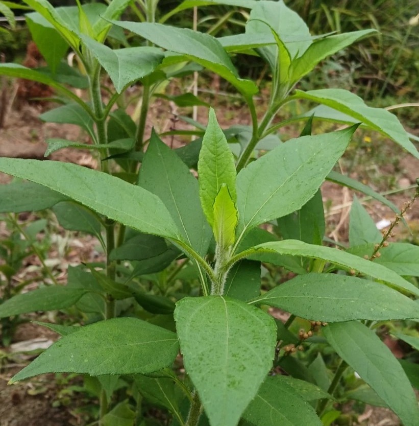 Jerusalem Artichoke or Sunchoke (Helianthus tuberosus)