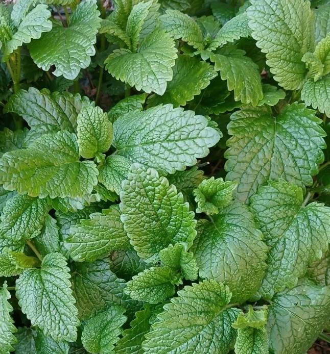 Pack of 10 plants: Lemon balm ( Melissa officinalis)