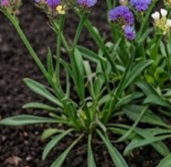 Limonium (Statice)