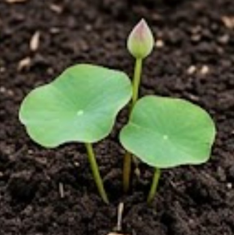 Lotus (Nelumbo nucifera)