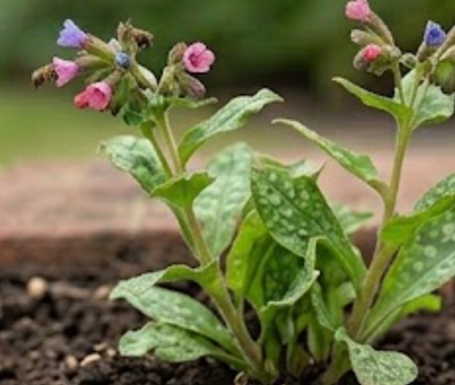 Lungwort (Pulmonaria officinalis)