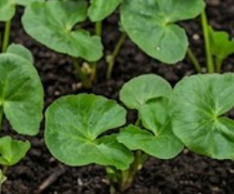 Marsh Marigold (Caltha palustris)