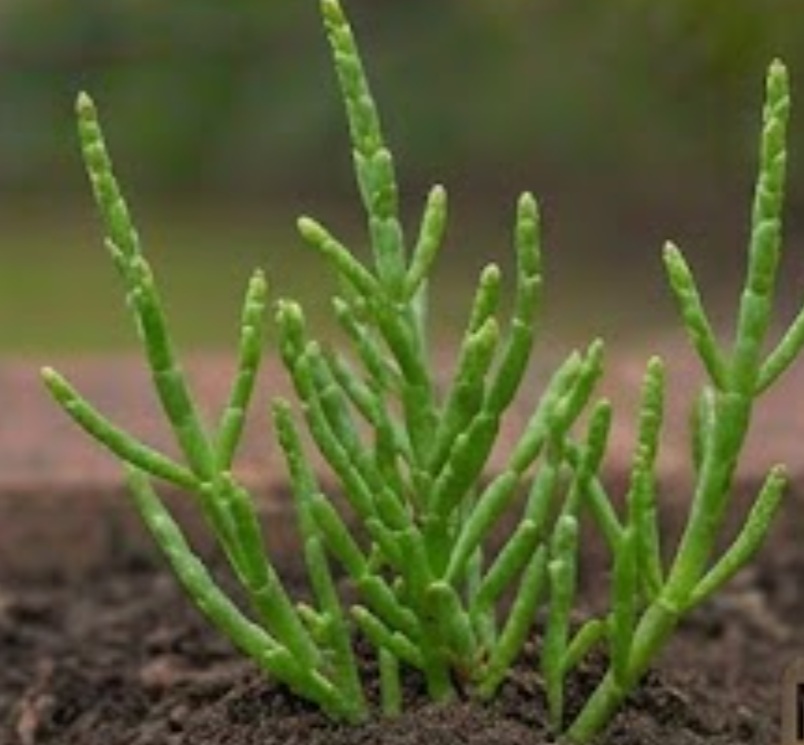 Marsh Samphire (Salicornia europaea)