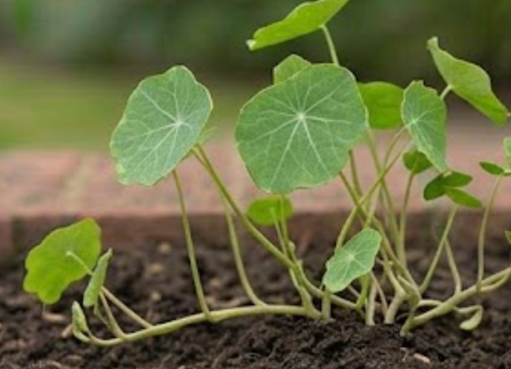 Mashua (Tropaeolum tuberosum)