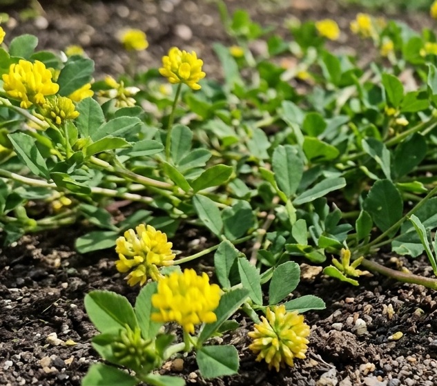 Black Medick (Medicago lupulina) 