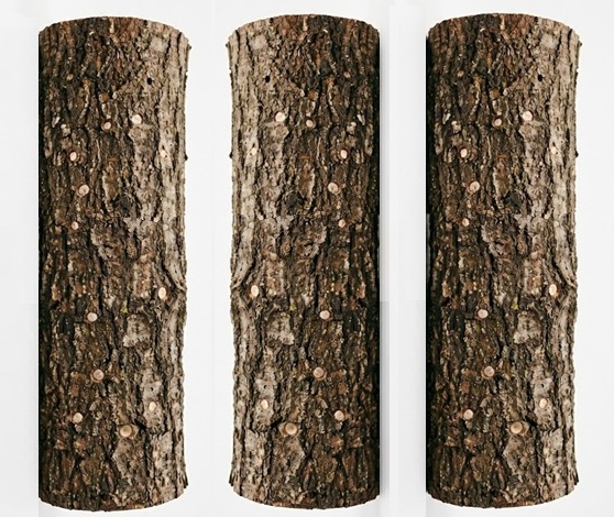 Woodland Mushroom Log Quintet