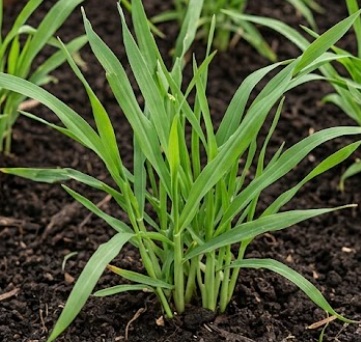 Wild Oats (Avena fatua)