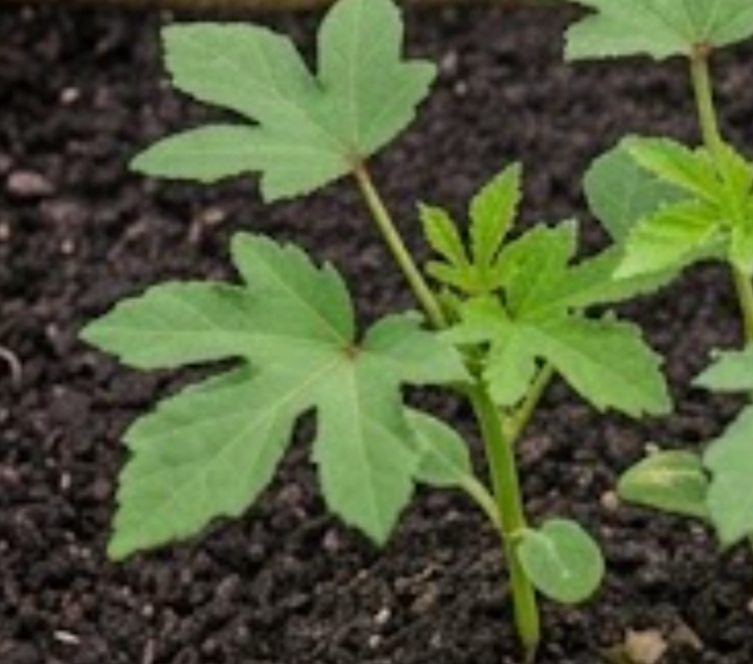 Okra (Abelmoschus esculentus)