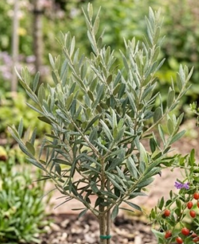 Olive (Olea europaea)