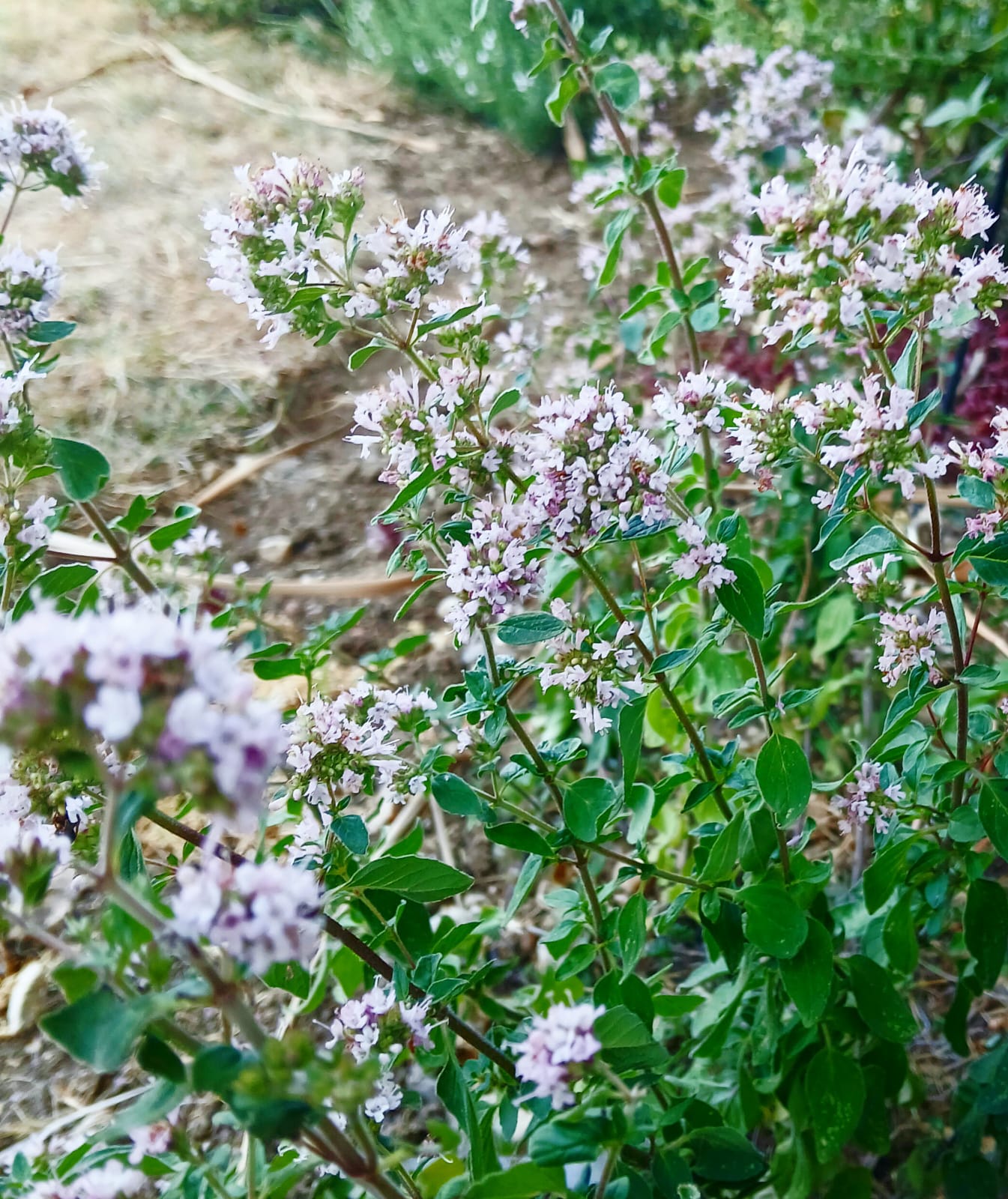 Pack of 10: Oregano (Origanum vulgare)