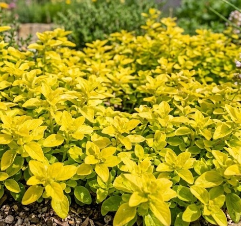 Golden Marjoram - Aureum (Origanum vulgare)