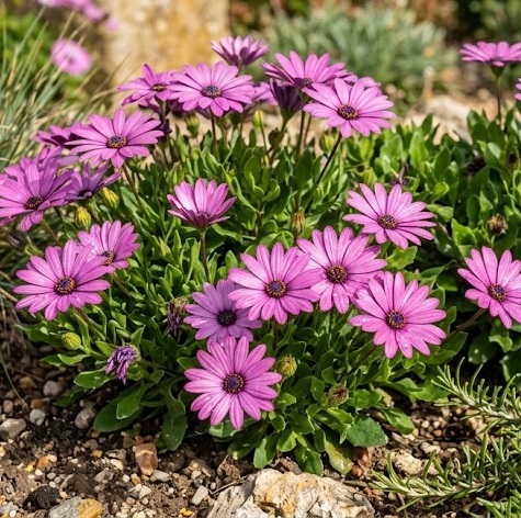 African Daisy - Tresco Purple (Osteospermum jucundum)