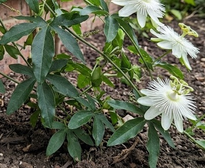 Passion Flower 'Constance Elliott' (Passiflora caerulea)