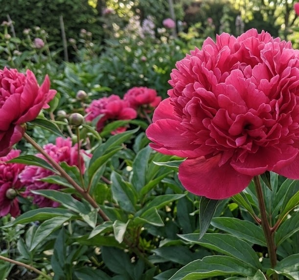 Peony 'Many Happy Returns'
