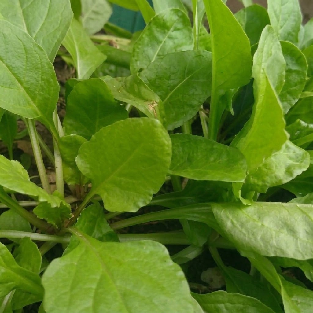 Perennial Spinach ( Perpetual Beta Vulgaris)