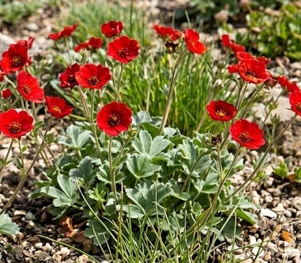 Himalayan Cinquefoil - Scarlet Starlit (Potentilla atrosanguinea)