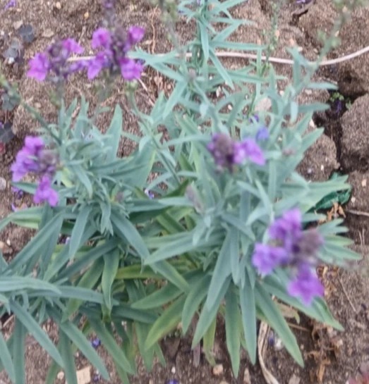 Purple Toadflax (Linaria purpurea) Seeds
