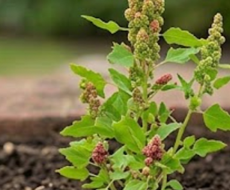 Quinoa (Chenopodium quinoa)