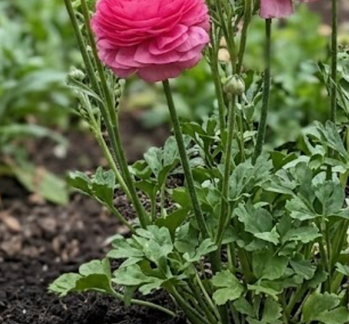 Ranunculus asiaticus 'Pink'