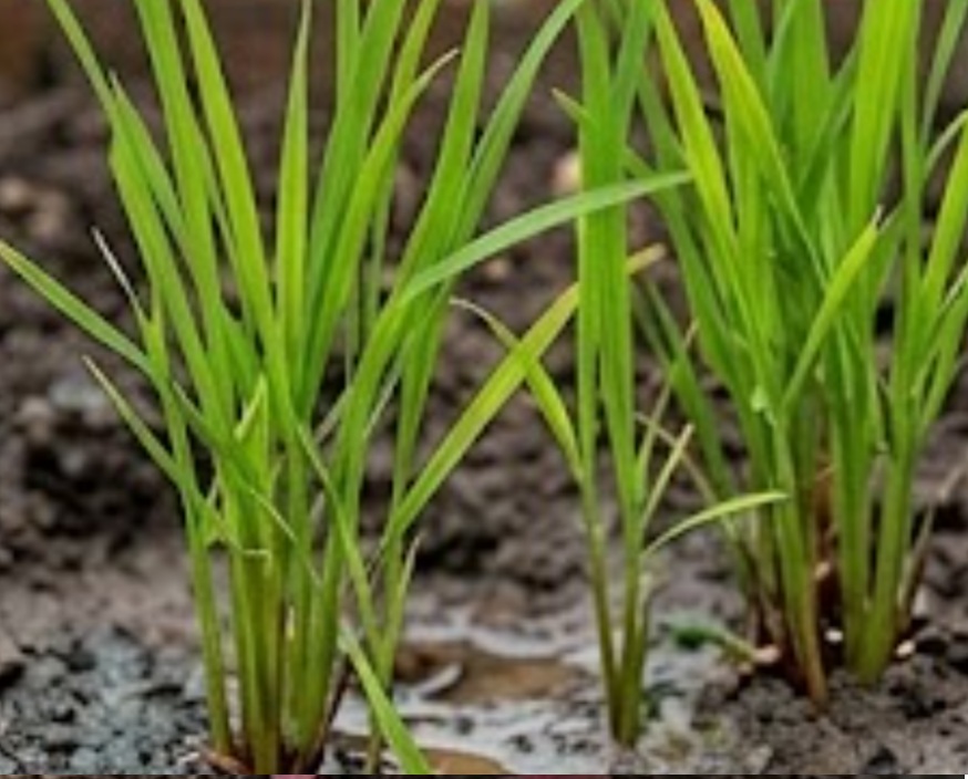 Rice (Oryza sativa)