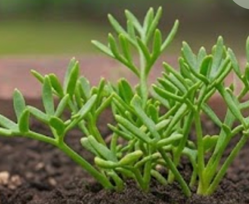 Rock Samphire (Crithmum maritimum)