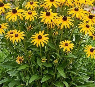 Black-Eyed Susan (Rudbeckia fulgida var. deamii)